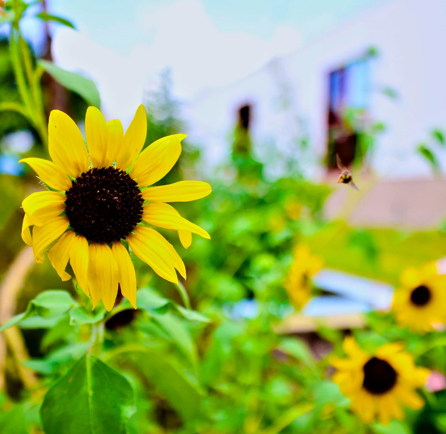 Sunflower in bloom with a bee approaching in a garden