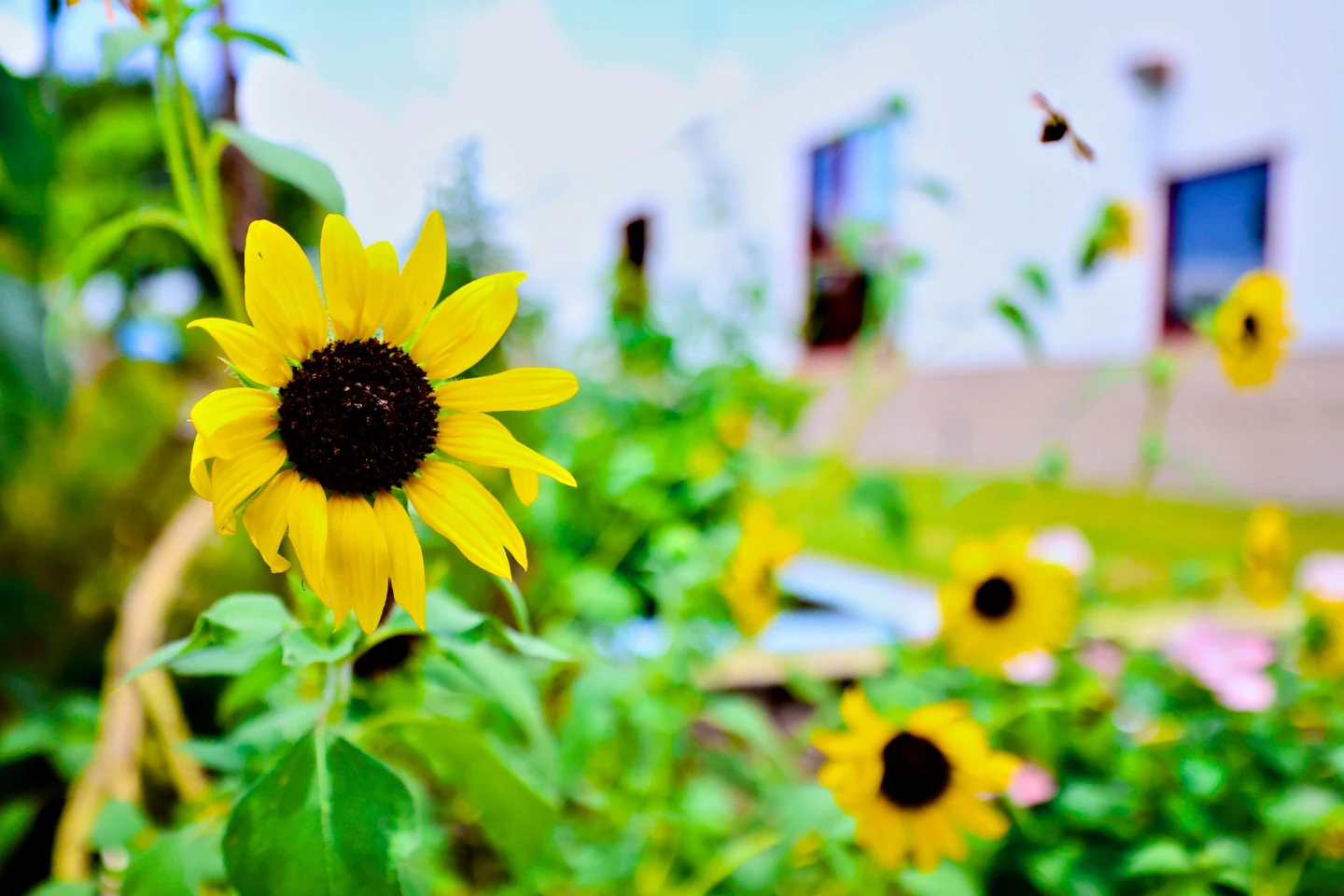 Sunflower close-up with a bee in flight overhead