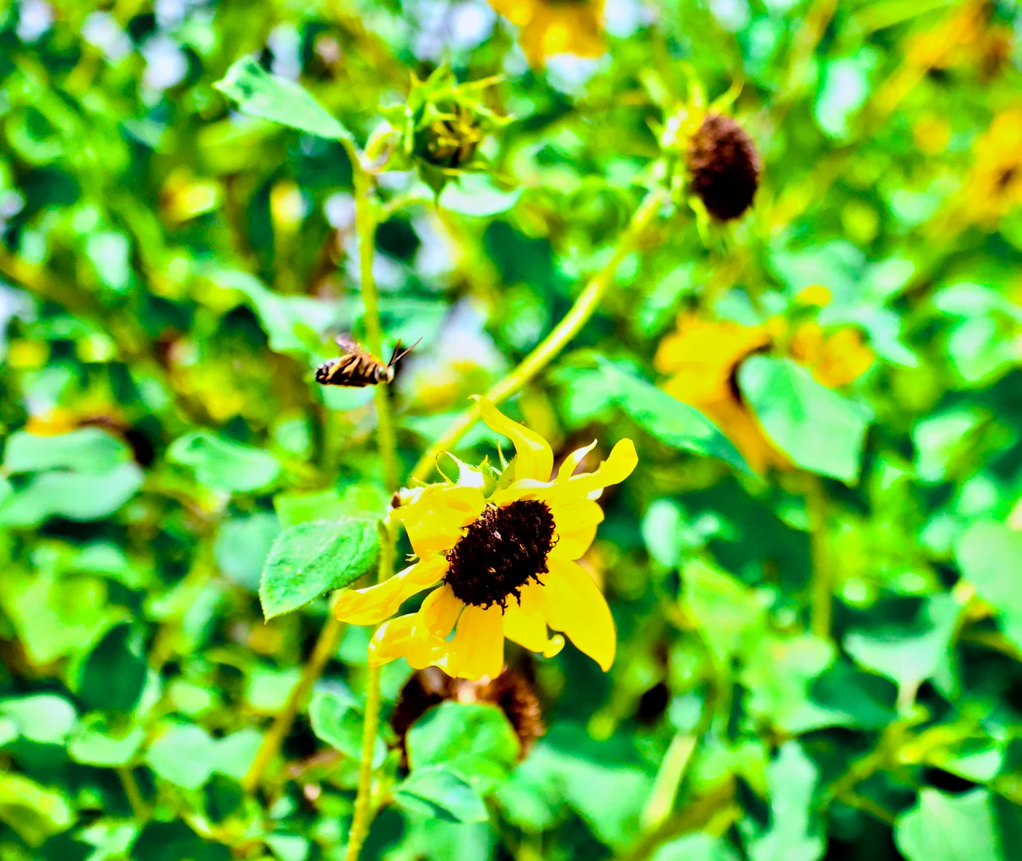 Wild sunflowers growing among green foliage