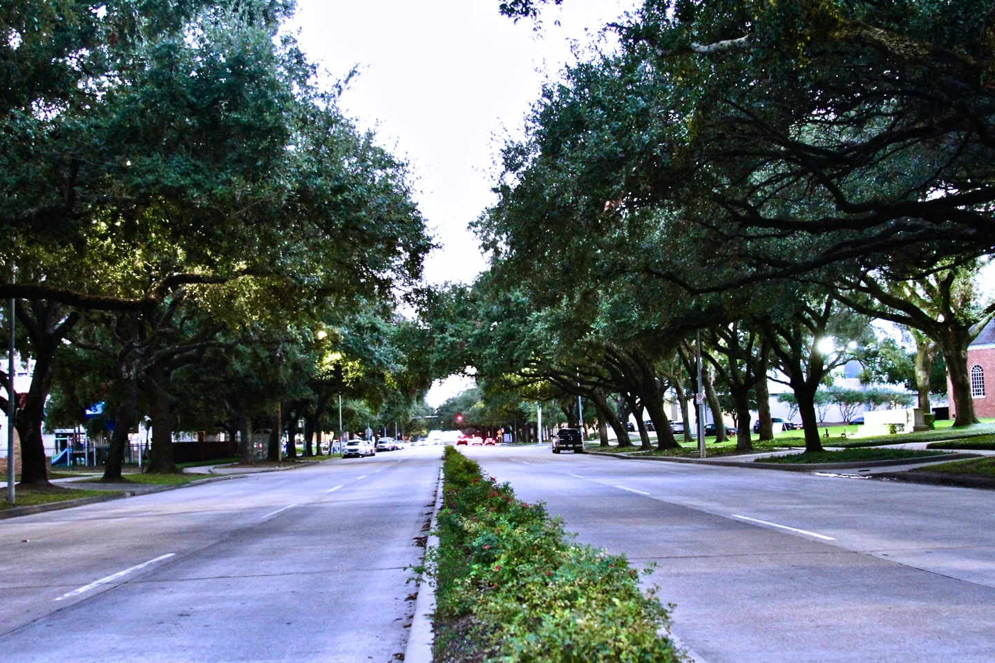 Oak-lined Houston street in soft evening light