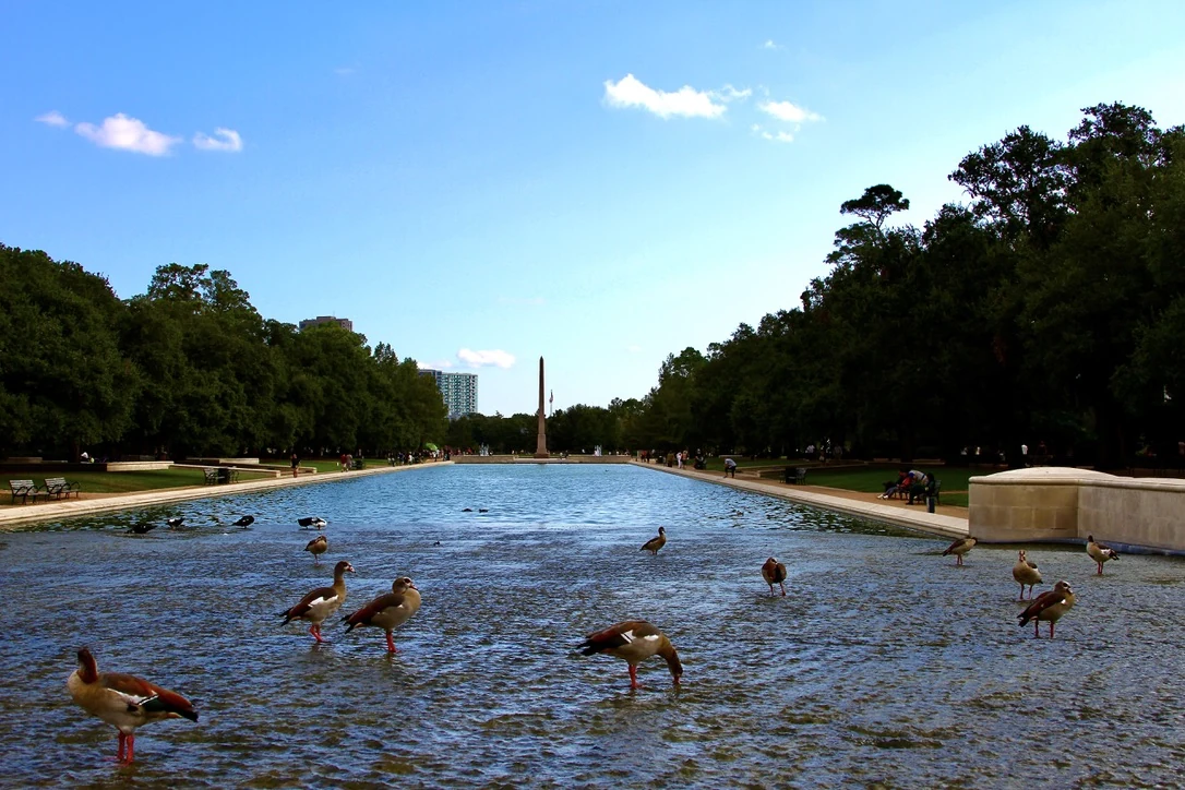 Geese gathered at the Hermann Park reflecting pool with the Houston skyline beyond
